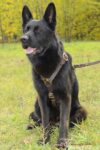 Leather Dog Harness